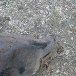 Triumph Tiger 750 Teile spareparts repuestos 185