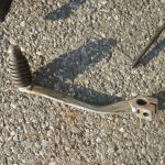 Yamaha XT500 Typ 1U6 89