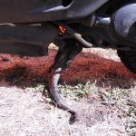 HONDA BALI EX 100 13