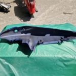 Ersatzteile spare-parts Suzuki SV650 N S: 1x Seiten Heck -Deckel -Verkleidung hinten rear cover fairing 20220602 125839